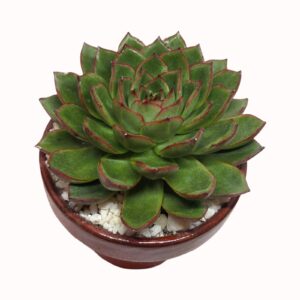Echeveria cv. 'Skater'