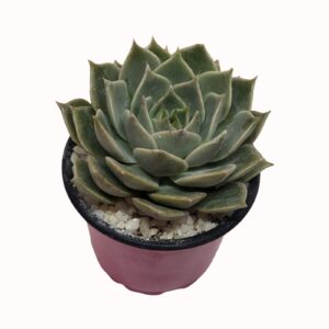 Echeveria 'Artichoke'