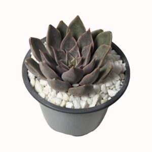 Echeveria cv. 'Mensa' (Image just example, larger sizes available)