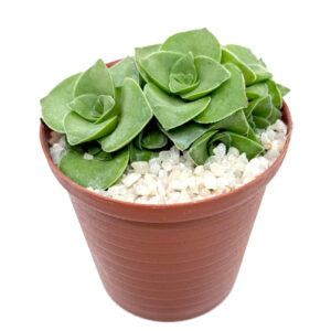 Crassula-socialis-Ivory-Towers-5cm-FRONT view