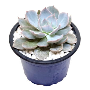 Echeveria-Canadian-9cm dark blue pot