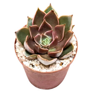 Echeveria-Mensa-5cm-FRONT view