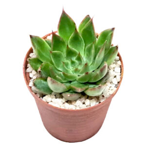 Echeveria-Sagitta-5cm-FRONT view