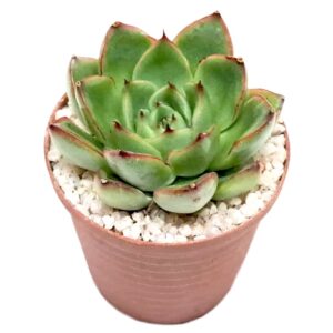Echeveria-Skater-5cm-FRONT view