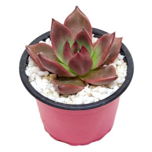 Echeveria-agavoides-Antares-9cm in pink pot