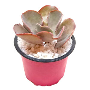 Echeveria-hybrid-crenulata-9cm in pink pot