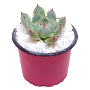 Echeveria-parva-9cm in pink pot