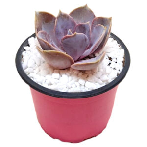 Echeveria-pearl-von-neurenberg-purple-9cm