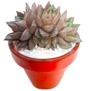 Echeveria-purpusorum-cv.-double-headed-12cm