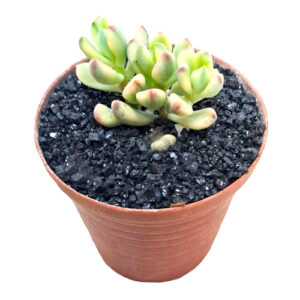 Echeveria 'Macdougalii Satang' cv. variegata
