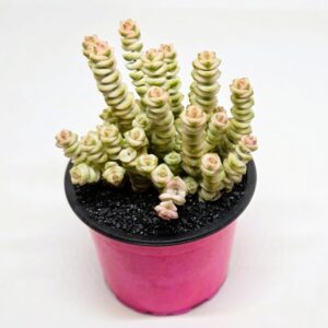 Crassula rupestris subsp. marnieriana cv. 'Pastel'