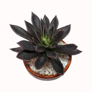 Echeveria cv. 'Serrana'