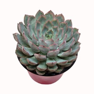 Echeveria runyonii x 'Pink Edge'