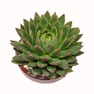 Echeveria agavoides 'Lemaire'