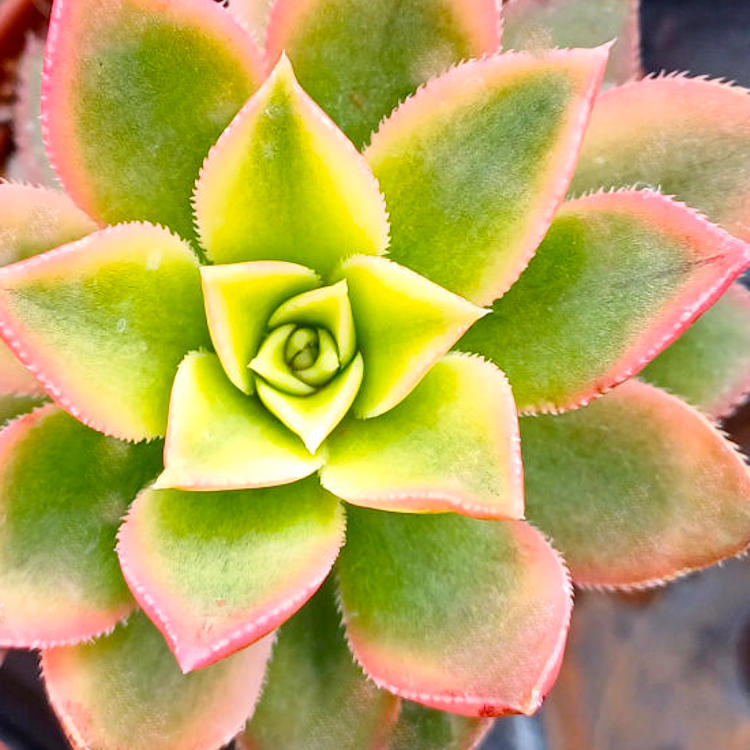 Pop-up_01_750x750_20240722