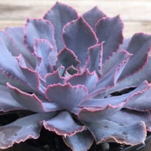 Echeveria shaviana 'Rosy frills'