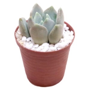 xPachyveria-Corvus-5cm