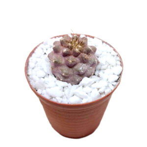 Copiapoa-imbricata-Lizards-Skin 7cm pot