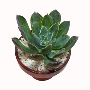 Echeveria ' Princess of Blue'