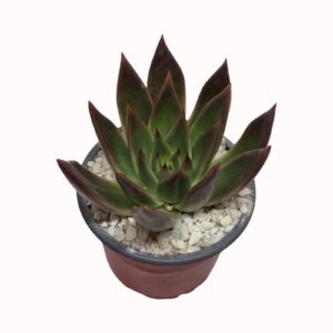 Echeveria agavoides cv. 'Red Shade'