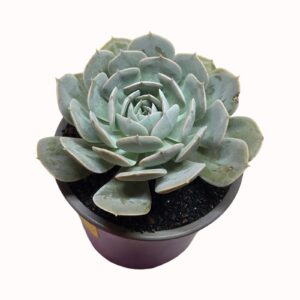 Echeveria 'Holy Gate'