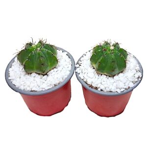 Notocactus-oxycostatus 9cm pots