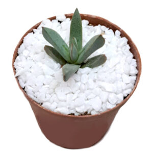 Aloinopsis-orpenii-syn.-Prepodesma-orpenii in a 5cm pot