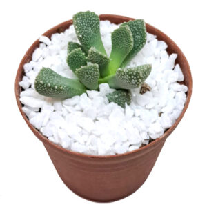 Aloinopsis-villetii-syn.-Nananthus-villetii in 5cm pot