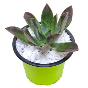 Echeveria-Blue-Prince-9cm-front