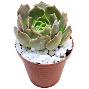 Echeveria-Brown-Rose-5cm-front