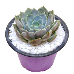 Echeveria 'Carolina'