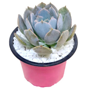 Echeveria-Holy-Gate-9cm-front