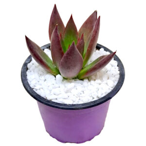 Echeveria-agavoides-cv.-Red-Shade-9cm-front