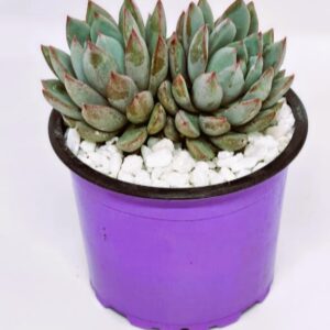 Echeveria 'Yummie' double heads