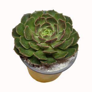 Echeveria 'Brown Rose'