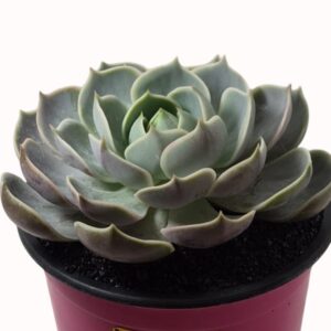 xSedeveria 'Blue Lotus'
