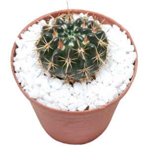 Notocactus-mammulosa-red-Centre-5cm pot