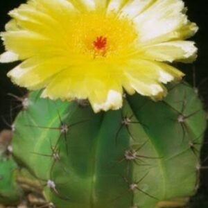 Notocactus oxycostatus syn. Parodia oxycostatus