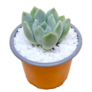 xPachyveria-Corvus-9cm-front