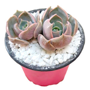 xSedeveria 'Blue Lotus' double head (similar avail)