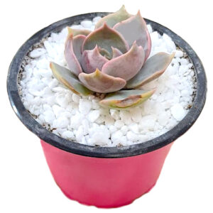 xSedeveria-Blue-Lotus 9cm pink pot