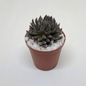 Sinocrassula yunnanensis 'Chinese Jade'
