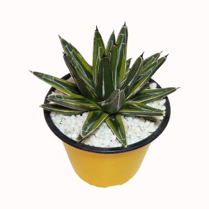 Agave victoriae-reginae cv. Golden Princess