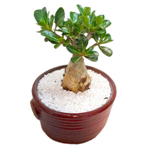 Adenium-obesum-cv.-Early-flowering-hybrid in 12 cm pot