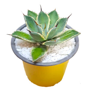 Agave-potatorum-cv.-AlboVariegata