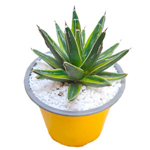 Agave-victoria-reginae-cv.-Golden-Princess