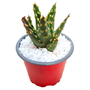 Aloe-nobilis-Gold-Tooth-Aloe