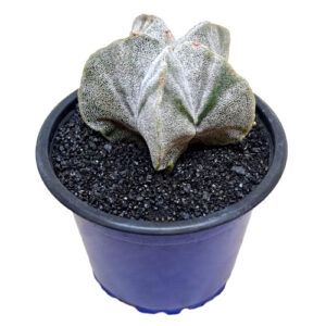 Astrophytum-myriostigma-cv.-V-patterned