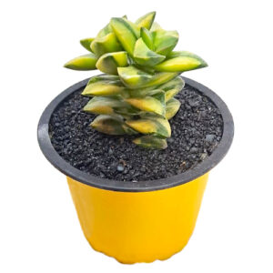 Crassula-Springtime-cv.-variegata