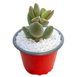 Crassula-sericea-var.-sericea